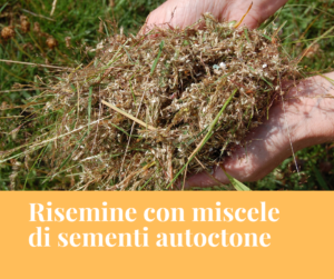 Risemine con miscele di sementi raccolte in Valle d’Aosta
