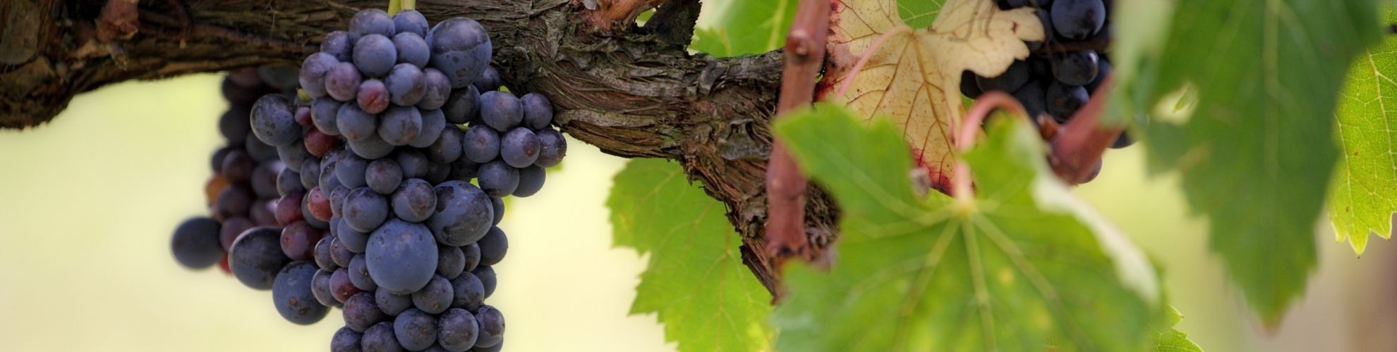 Convegno tecnico-scientifico | Focus su Difesa in Viticoltura