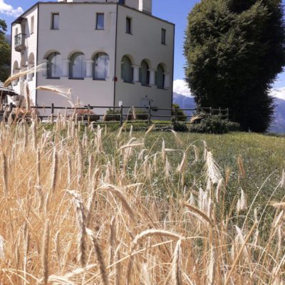 Spighe di segale pronte per la raccolta (Montfleury, AO))