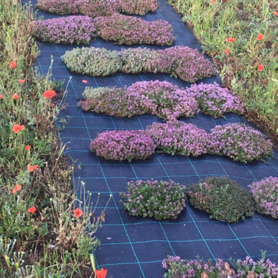 Fioritura di Thymus praecox (Quart)