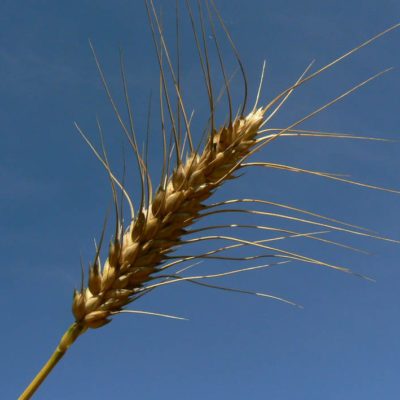 Spiga di frumento ecotipo “Rosset”
