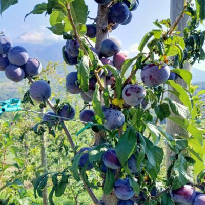 Parcella peschi, susini e albicocchi