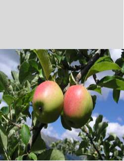 Incontro: “Le mele della Valle d’Aosta”