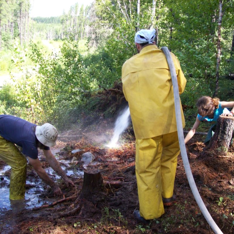 rosso che denuda l'apparato radicale delle conifere rosso che denuda l'apparato radicale delle conifere
