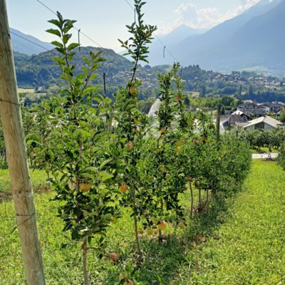 Parcella nuove varietà