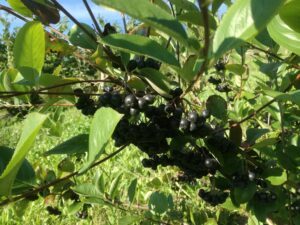 Frutti di aronia nera