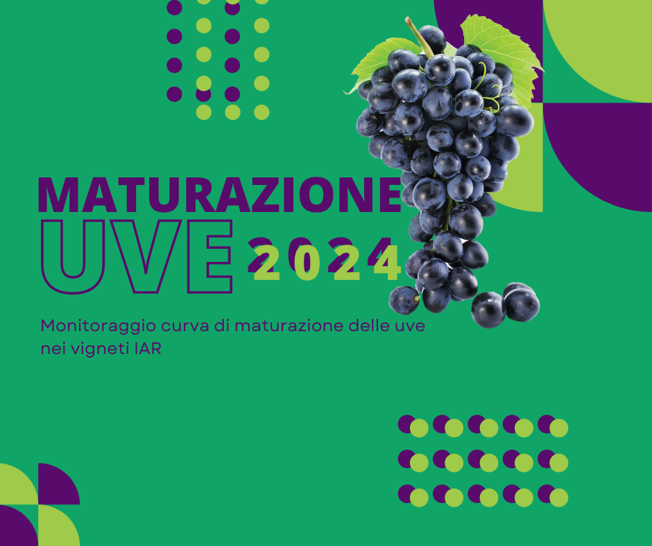 Monitoraggio della Maturazione delle Uve nei Vigneti IAR: Uno Strumento Prezioso per i Viticoltori Valdostani
