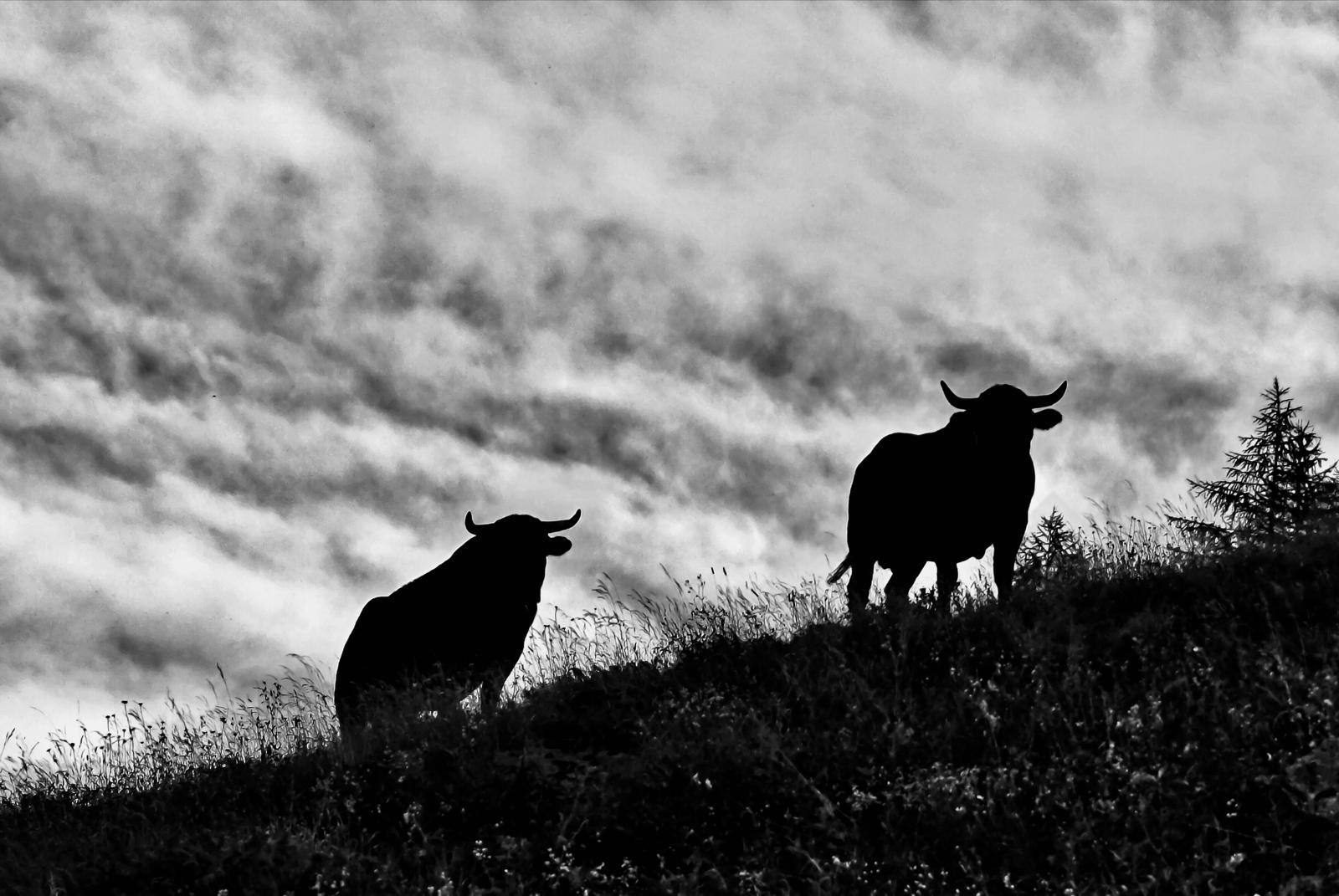 Premiazione Concorso Fotografico “Les mains et le geste en agriculture” 